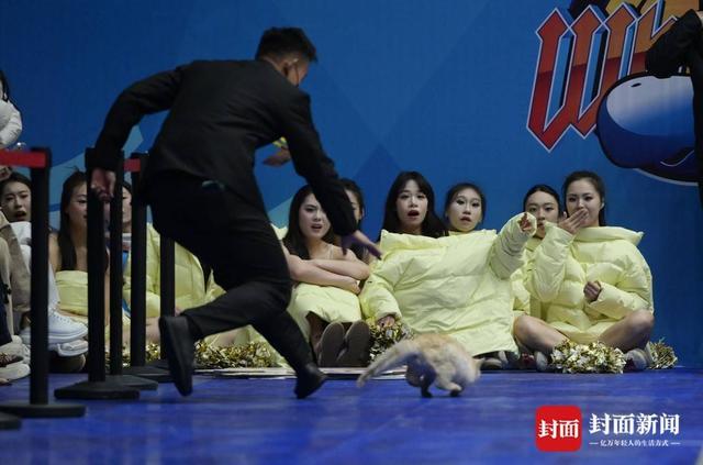 云开体育官网入口-CBA赛场“意外”：两只猫咪闯入捣乱，保安上演爆笑追逐战