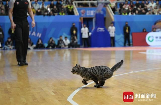 云开体育官网入口-CBA赛场“意外”：两只猫咪闯入捣乱，保安上演爆笑追逐战